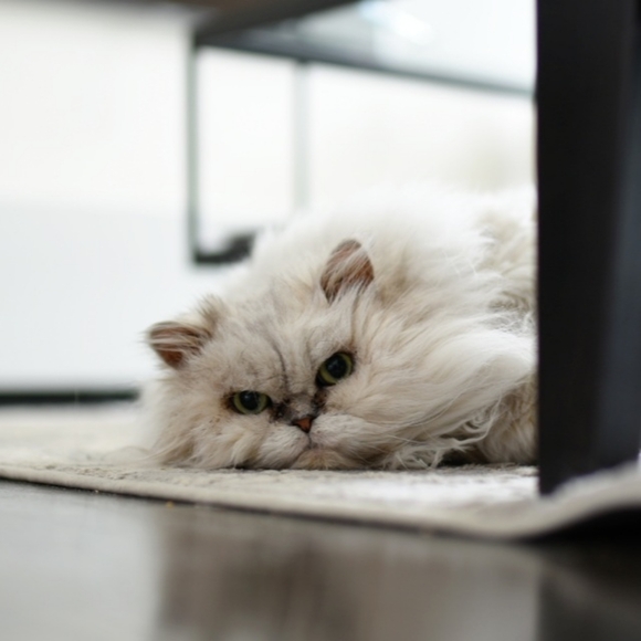 Meet your Posher, Sheri - Picture 1 of 1